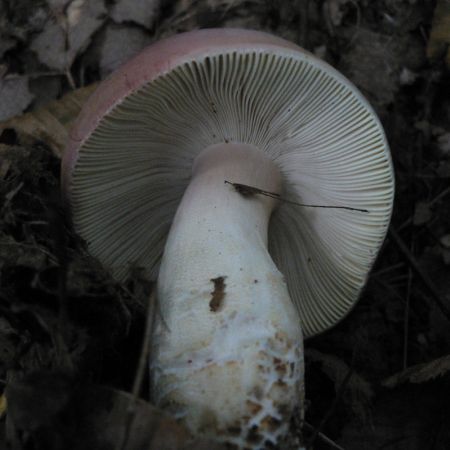 Russula olivacea